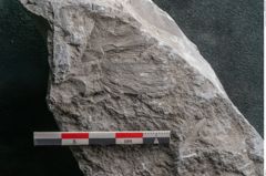 Foto (Detailansicht) von Asterophyllites sp.  (NHMW-GEO-2024-0188-10993)